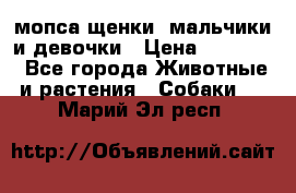 мопса щенки -мальчики и девочки › Цена ­ 25 000 - Все города Животные и растения » Собаки   . Марий Эл респ.